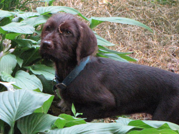 beautiful-last male in a litter