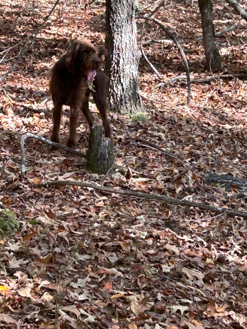 Rock Creek Oreo (Covie) 2