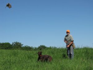 Foothill Kennel: World Class Pudelpointer Breeder 8