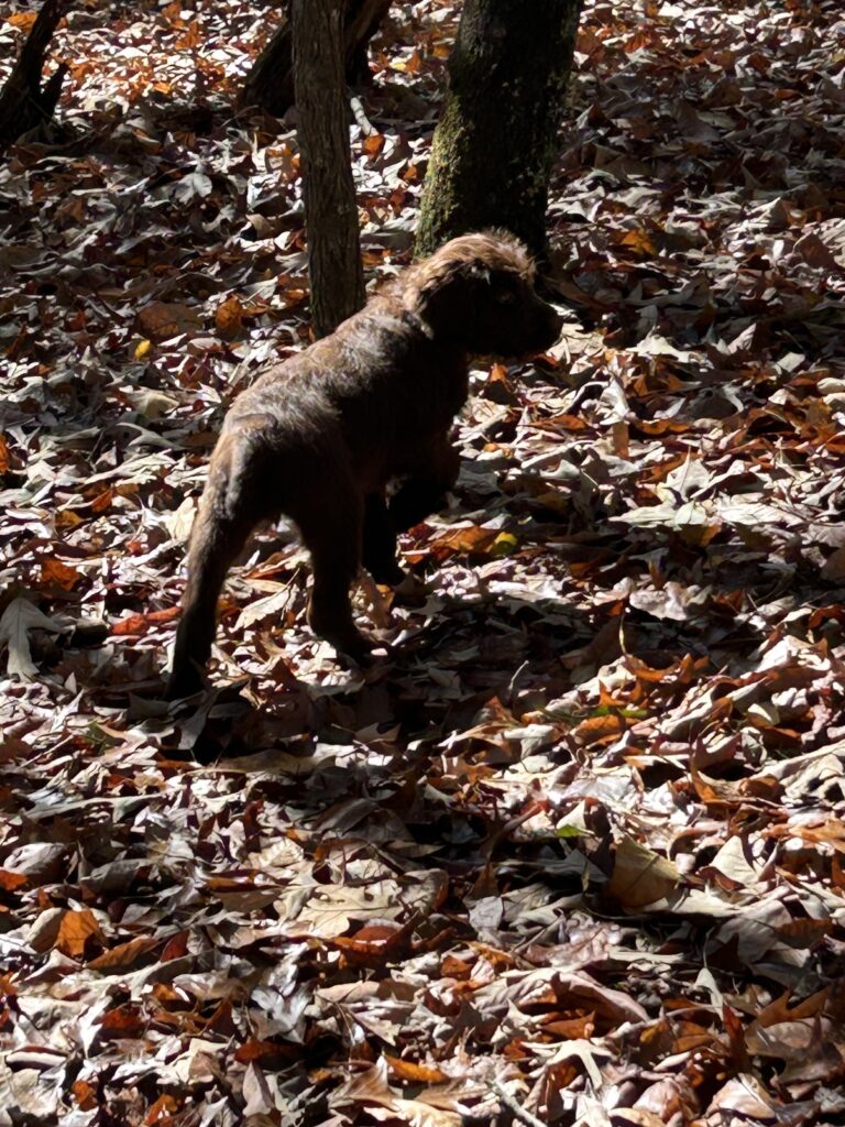 Pudelpointer Puppies 10