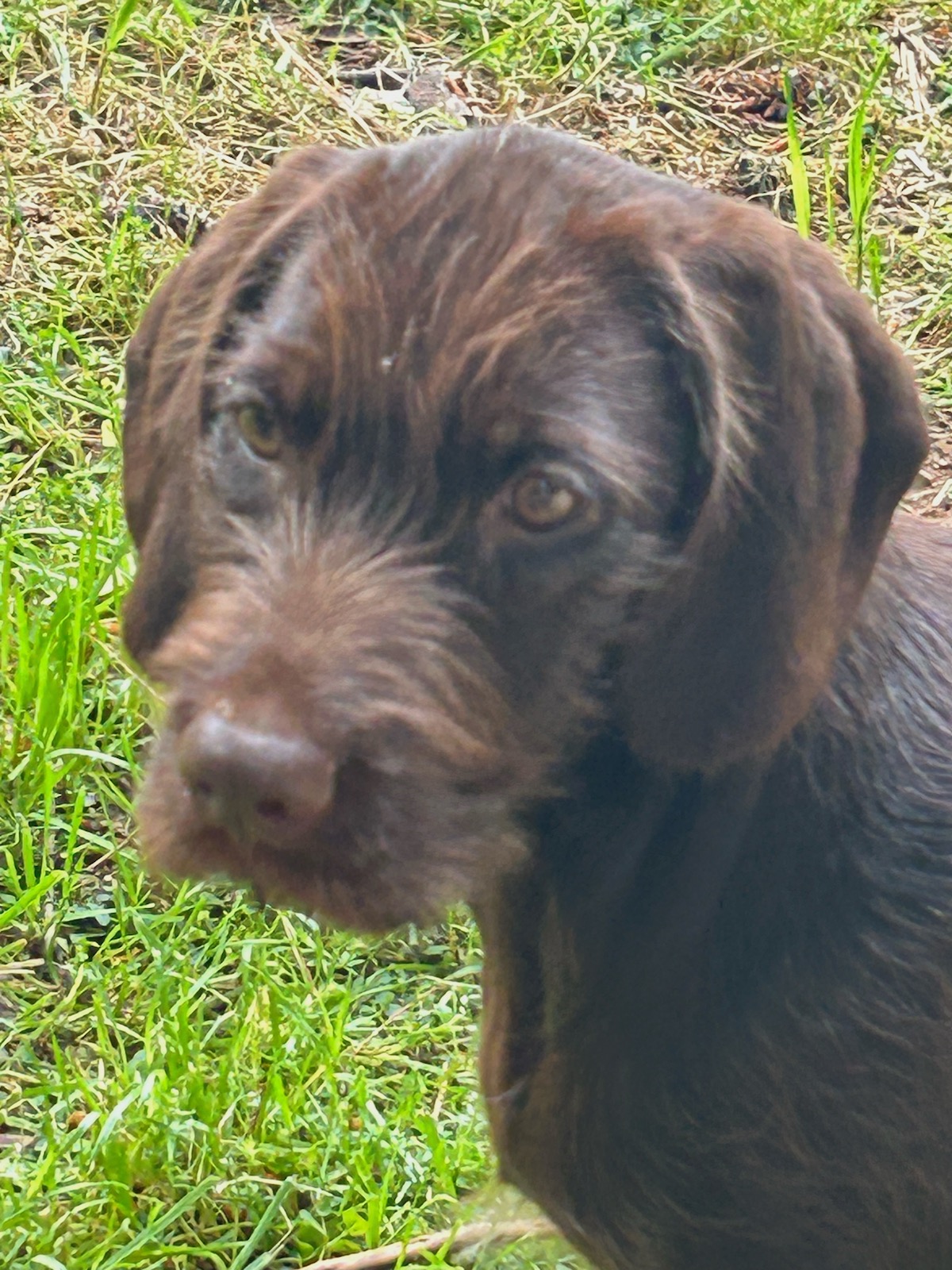 Foothill Kennel: World Class Pudelpointer Breeder 6