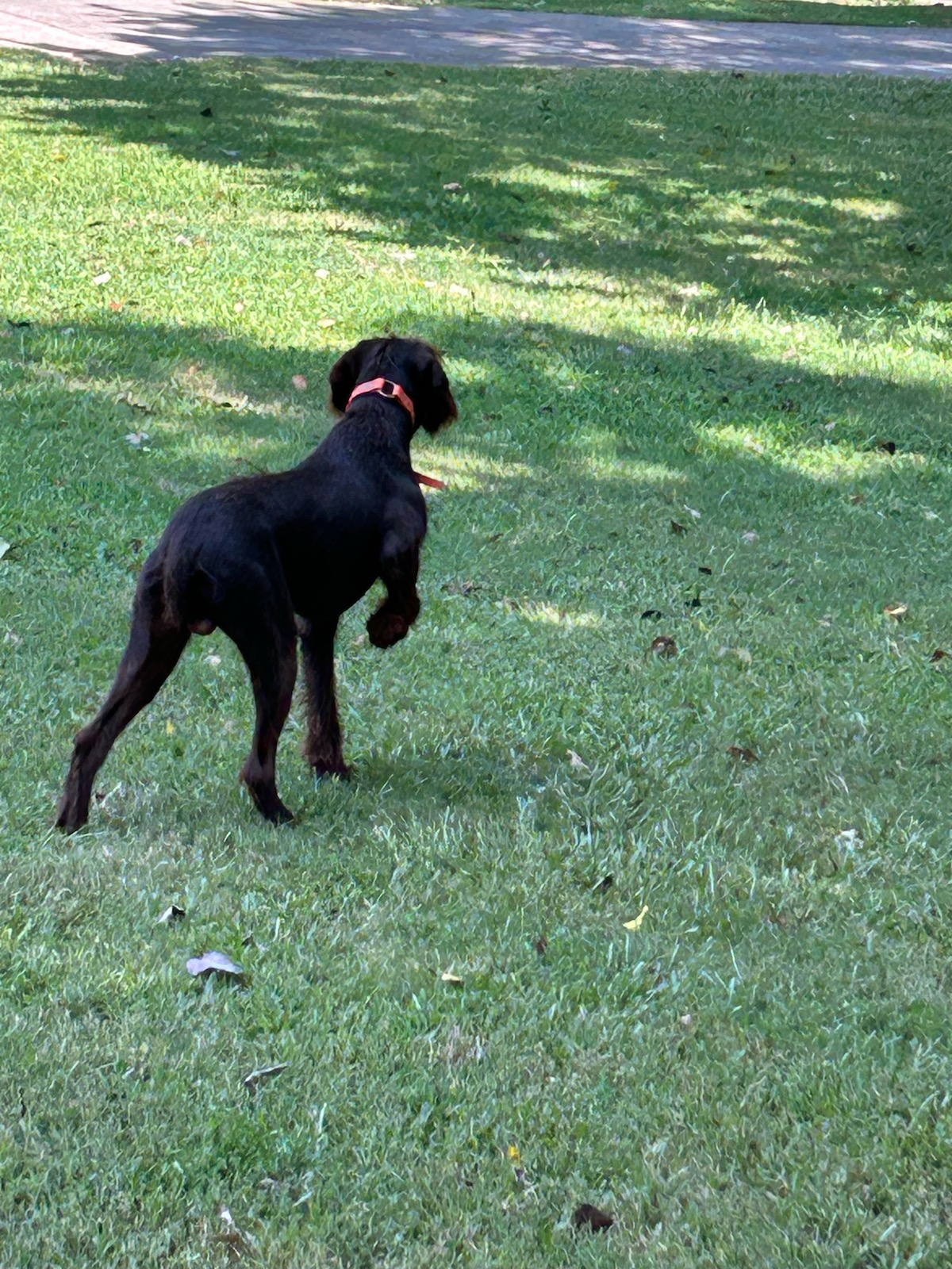 Foothill Kennel: World Class Pudelpointer Breeder 7