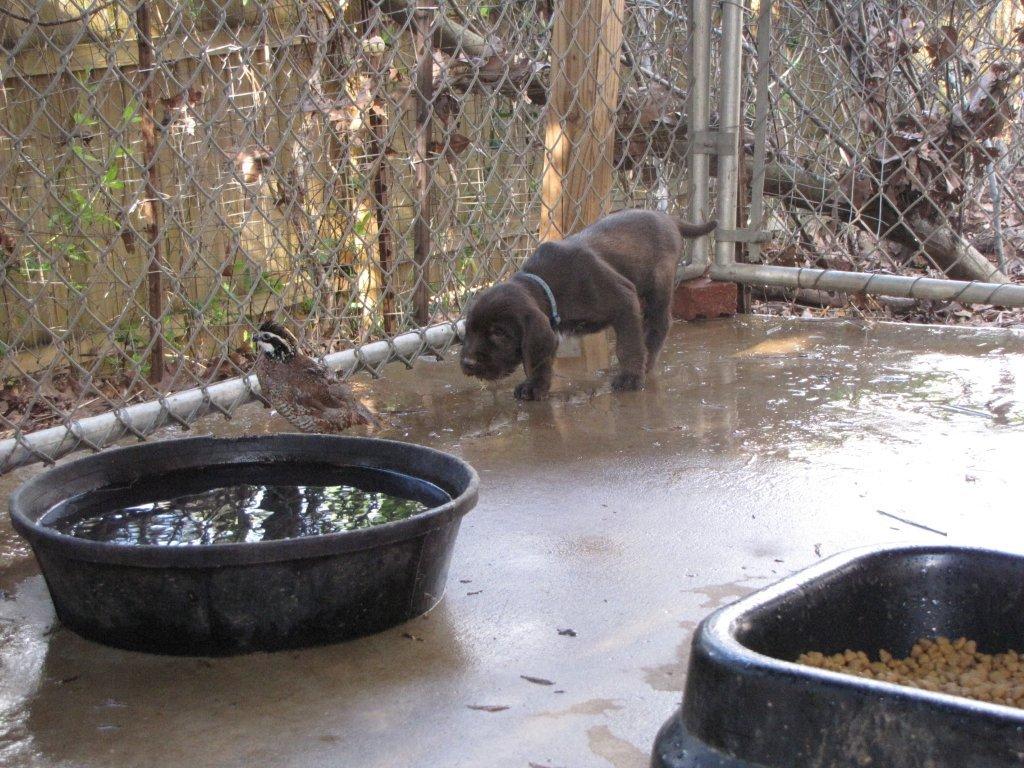 Pudelpointer Puppies 14