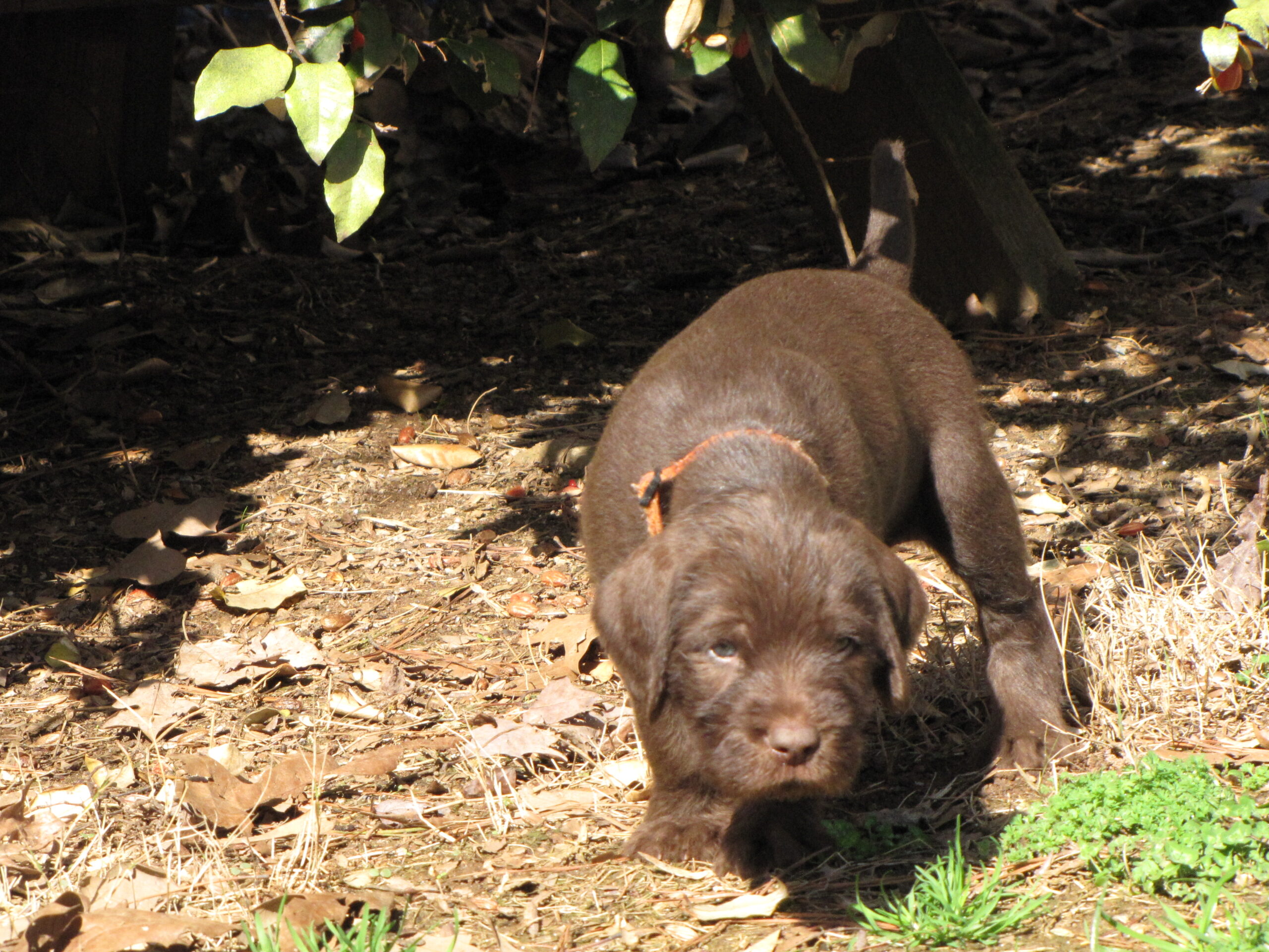 Pudelpointer Puppies 15